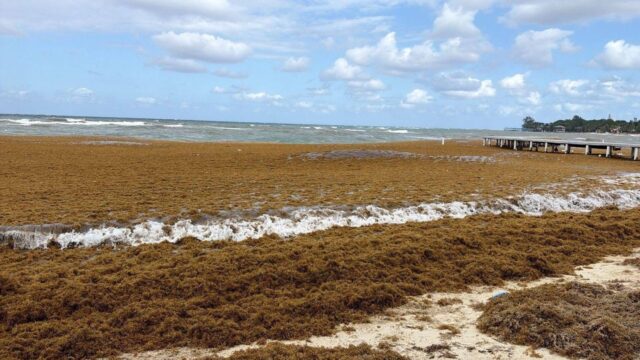 Alerta por llegada histórica de sargazo en Roatán