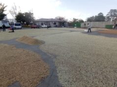 Caficultores de Corquín enfrentan altos costos pese a buena cosecha de café premium