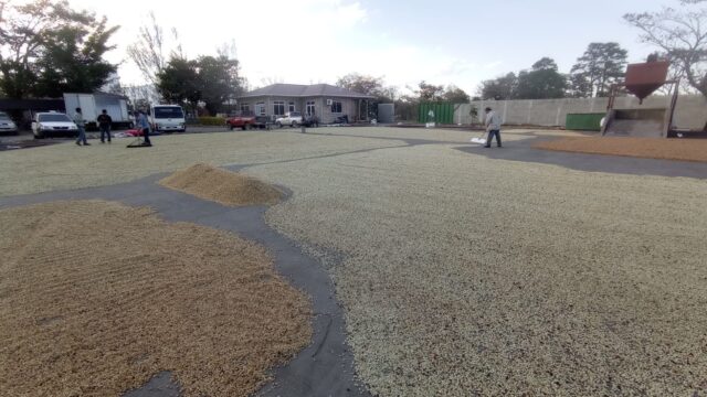 Caficultores de Corquín enfrentan altos costos pese a buena cosecha de café premium