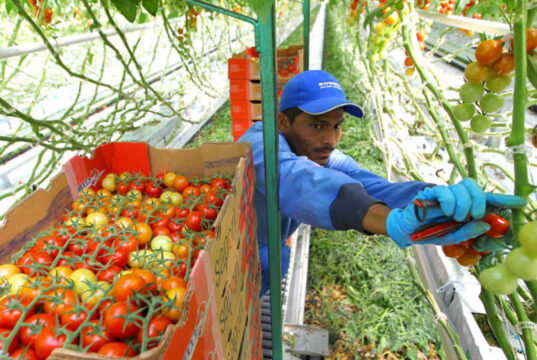 Trabajo versus chamberismo