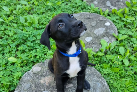 Urge legislar para evitar el maltrato animal en Honduras