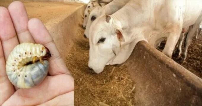 Captura de pantalla 2025-01-17 234202