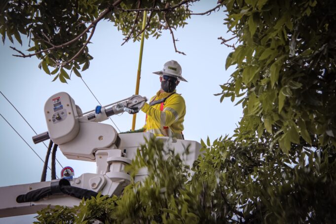 Empleado LUMA arboles