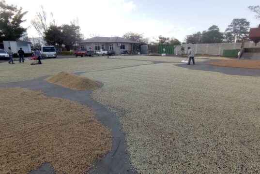 Caficultores de Corquín enfrentan altos costos pese a buena cosecha de café premium